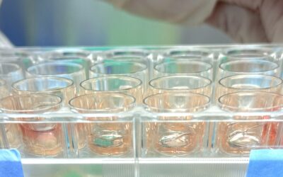 การบริการ – เปิดการทดสอบการระคายเคืองต่อผิวหนังในหลอดทดลอง (In vitro skin irritation test)​